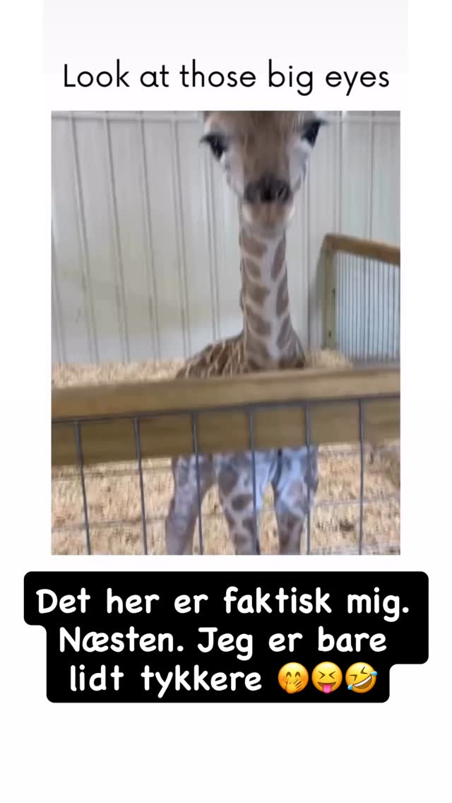 girafpingvin Video-Story