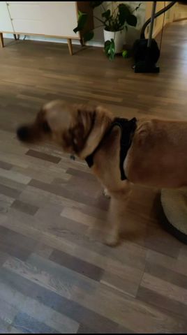 #girafpingvin bager boller